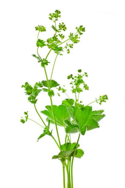 istock Alchemilla vulgaris 1360718177