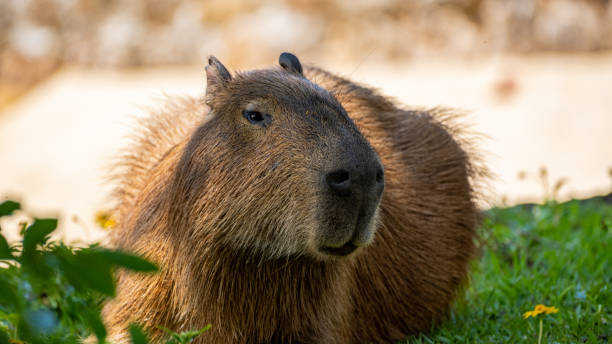 istock Carpincho capibara capybara Hydrochoerus hydrochaeris, chiguire Looking the camera 1360718382