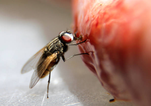 stubenfliege isst etwas - fly housefly ugliness unhygienic stock-fotos und bilder
