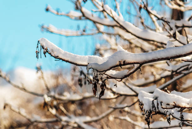 Snow-Covered branches of a tree or glaze, glaze ice, glazed frost or on the tree branches