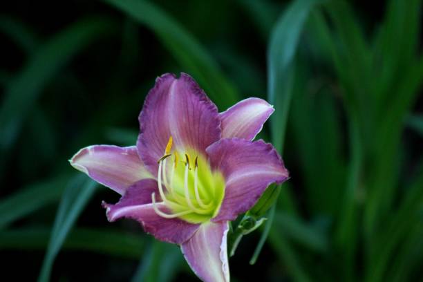 istock hemerocallis flower plant 1360719245