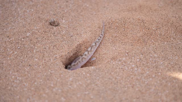 Palmato Gecko - Web-footed Gecko