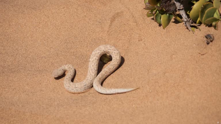 Sidewinder Snake