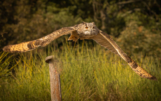 istock Large brown eared eagle owl flying with outstretched wings on background of forest 1360724368