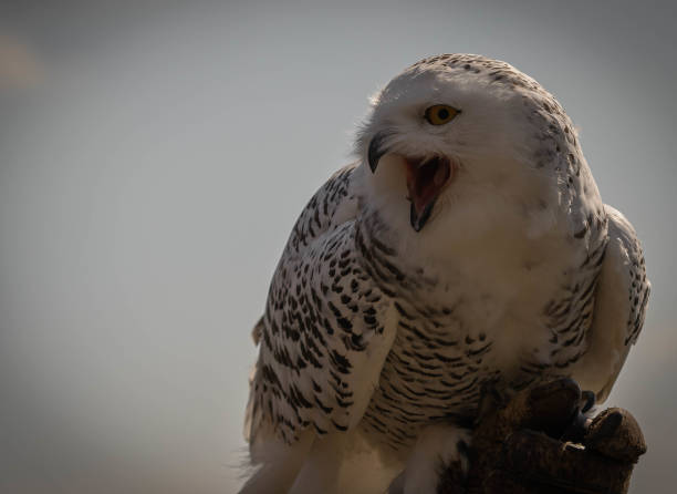 krzycząca wielka biała śnieżna sowa na rękawiczce myśliwskiej na tle błękitnego nieba - great white owl zdjęcia i obrazy z banku zdjęć