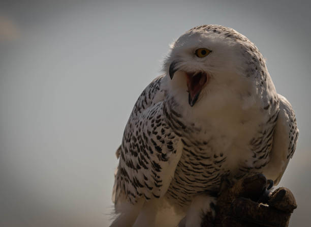 screaming great white snowy owl on  hunting glove on background of blue sky - great white owl imagens e fotografias de stock