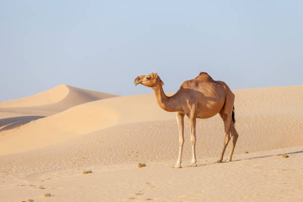 chameau du moyen-orient dans un désert aux émirats arabes unis - two humped camel photos et images de collection