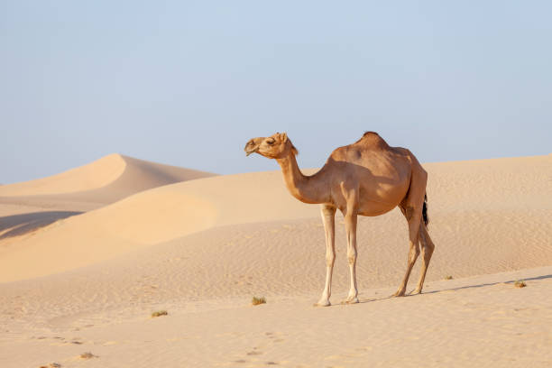 bliskowschodni wielbłąd na pustyni w zjednoczonych emiratach arabskich - camel animal dromedary camel desert zdjęcia i obrazy z banku zdjęć
