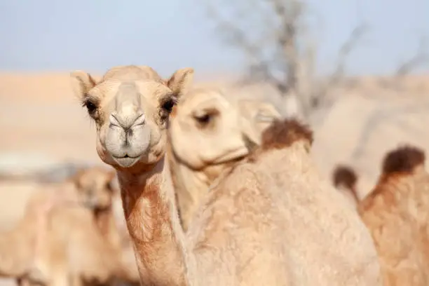 Photo of Closeup portrait of the middle eastern camels in a desert in United Arab Emirates