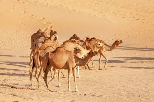 Photo of Herd of Middle Eastern camels walking in the desert in United Arab Emirates. Abu Dhabi as popular travel destination