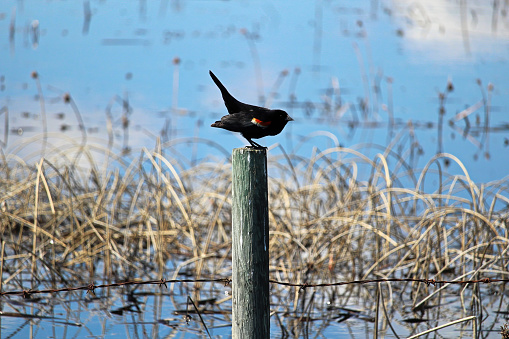 A Red Winged Blackbird stands on a swamp post.