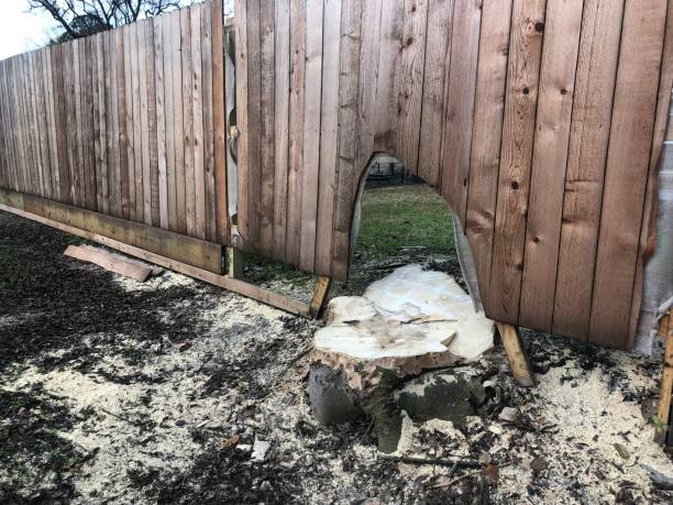 istock Large tree stump next to hole in wooden fence 1360727593