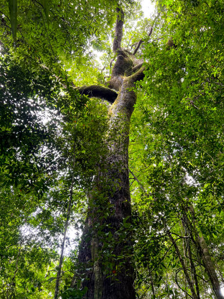 капок дерево сейба. это деревья амазонки, которые сохраняют планету прохладной. типичные тропические леса амазонки. - vertical photography стоковые фото и изображения