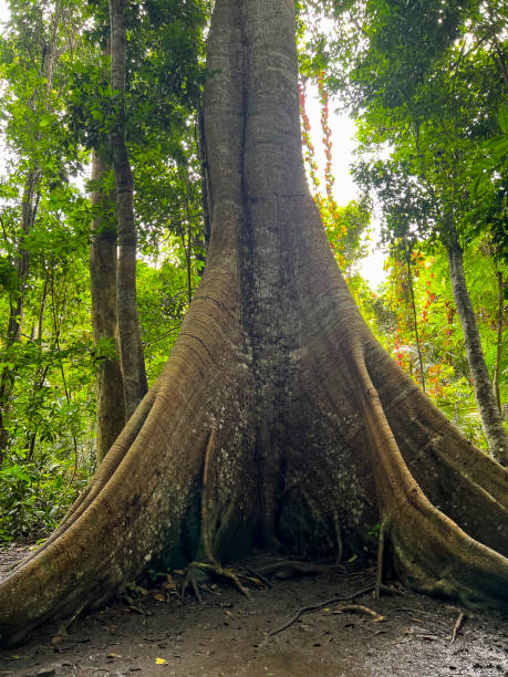 istock Kapok tree ceiba. These are the Amazon trees that keep the planet cool. Typical amazon rainforest. 1360729940