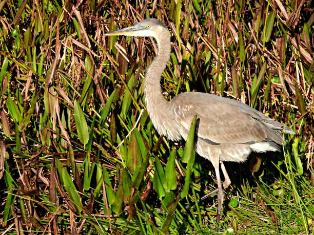 istock Great Blue Heron (Ardea herodias) in the wetlands 1360731930