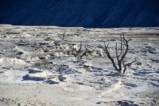 The Lower Terraces present a variety of mineral formations and colors while dead trees still stand at Mammoth Hot Springs in Yellowstone National Park.
