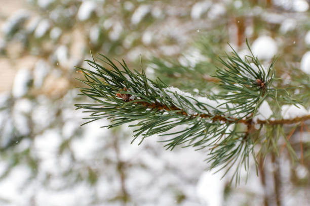 istock Defocus fir tree branches, avalanche and snow. Natural background. Evergreen tree in winter, a lot of snow. Fir, pine, spruce tree. Cold weather. Wintertime in woodland. Close-up. Out of focus 1360734457