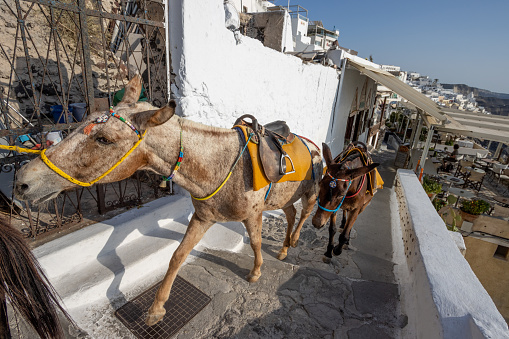 Donkey in Firá on Santorini in South Aegean Islands, Greece