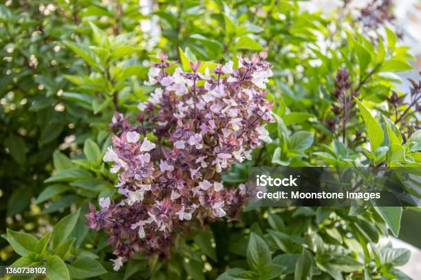 Basil In Firá On Santorini In South Aegean Islands Greece Stock Photo - Download Image Now