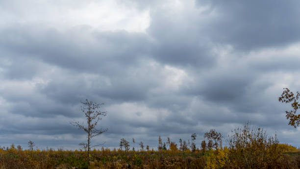 劇的な曇り空に対する木の裸の枝。自然保護。 - bare tree tree single object loneliness ストックフォトと画像