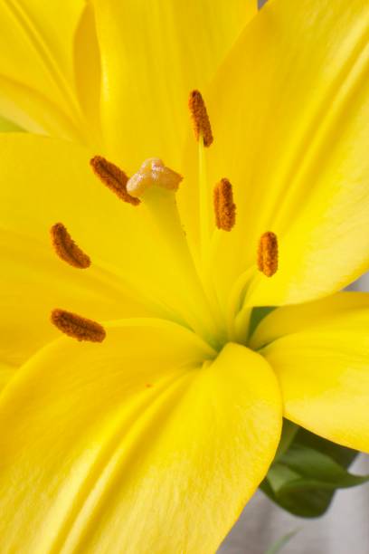 istock Yellow lily with stamen 1360742750