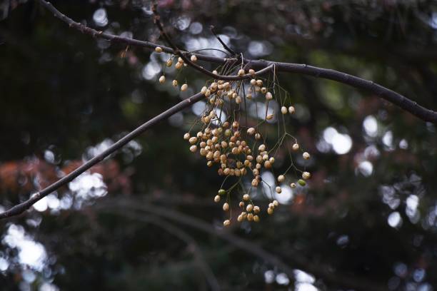 Chinaberry fruits and leaves. Chinaberry fruits and leaves. Meliaceae deciduous tree. The fruits, leaves and bark are medicinal. chinaberry stock pictures, royalty-free photos & images
