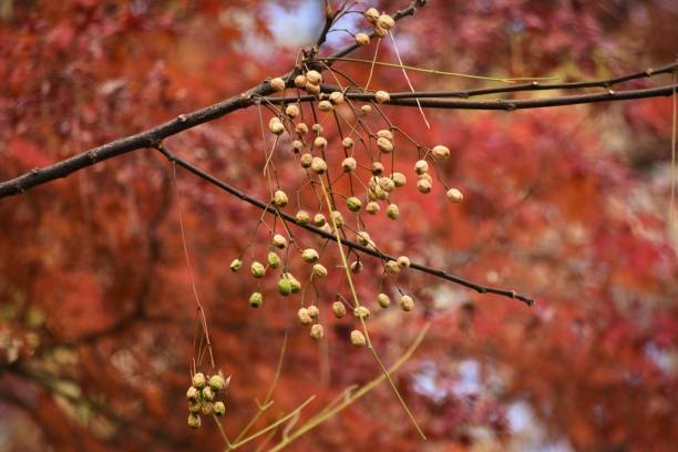 Chinaberry fruits and leaves. Chinaberry fruits and leaves. Meliaceae deciduous tree. The fruits, leaves and bark are medicinal. chinaberry stock pictures, royalty-free photos & images