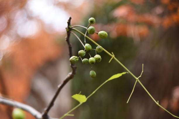 Chinaberry fruits and leaves. Chinaberry fruits and leaves. Meliaceae deciduous tree. The fruits, leaves and bark are medicinal. chinaberry stock pictures, royalty-free photos & images
