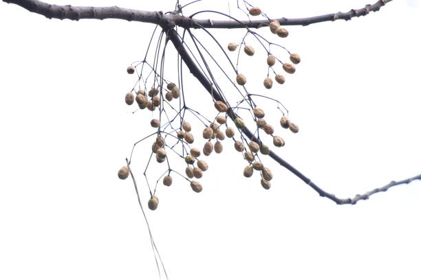 Chinaberry fruits and leaves. Chinaberry fruits and leaves. Meliaceae deciduous tree. The fruits, leaves and bark are medicinal. chinaberry stock pictures, royalty-free photos & images