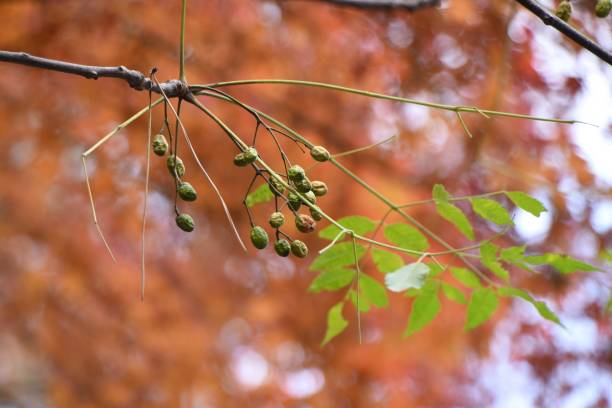 Chinaberry fruits and leaves. Chinaberry fruits and leaves. Meliaceae deciduous tree. The fruits, leaves and bark are medicinal. chinaberry stock pictures, royalty-free photos & images