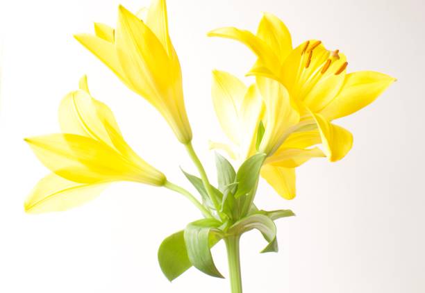 istock Yellow lilies on stem on white background 1360743482