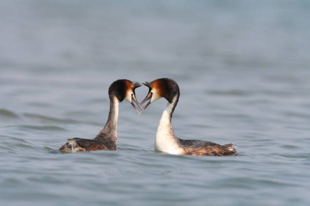 istock Two great crested grebes at the wedding ritual 1360743486