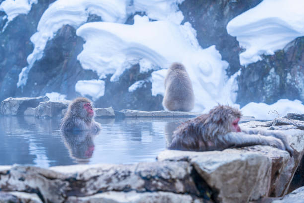 scimmie della neve. hakodate è famosa per le sue scimmie uno spettacolo raro con la loro passione umana per il bagno nelle sorgenti termali. giappone. - jigokudani foto e immagini stock