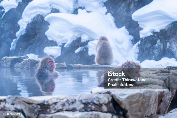 Snow Monkeys Hakodate Is Famed For Its Monkeys A Rare Sight With Their Humanlike Passion For Bathing In The Hot Springs Japan Stock Photo - Download Image Now