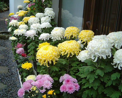 Chrysanthemums blooming in the autumn is one of the flowers to represent Japan. There are many types of. We feel the autumn when the pale yellow chrysanthemums blooms. The language of flowers is Noble.