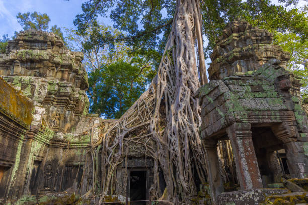 istock Ruins of Ta Prohm temple in Angkor complex, overgrown by trees, Cambodia 1360750821