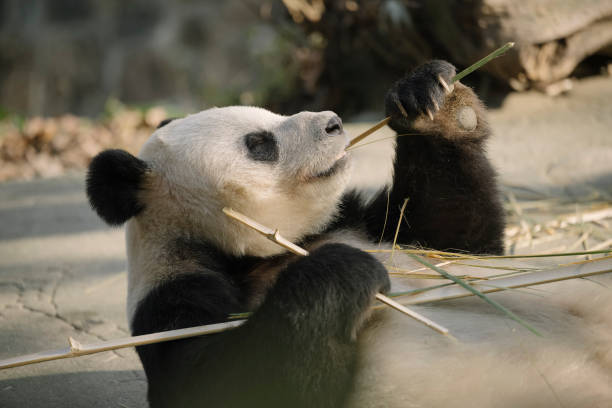 istock Chengdu Giant Panda eating bamboo 1360753293
