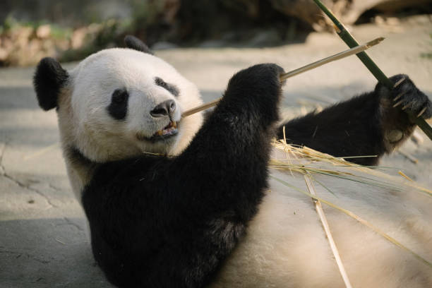 istock Chengdu Giant Panda eating bamboo 1360753307