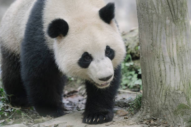 istock Running Chengdu Giant Panda 1360753376