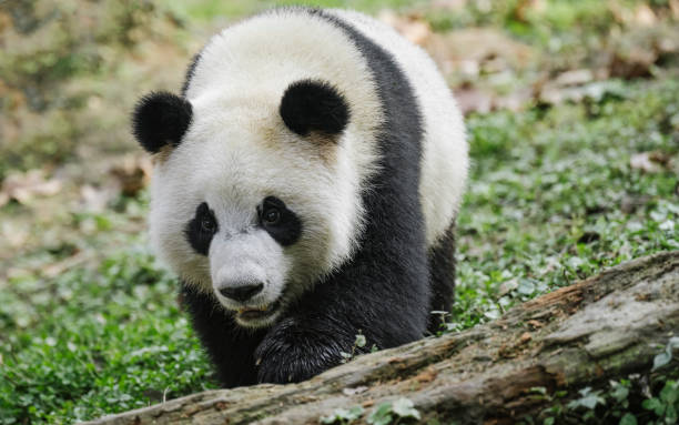 istock Running Chengdu Giant Panda 1360753378