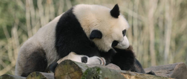 istock Two noisy Chengdu Giant Pandas 1360753386