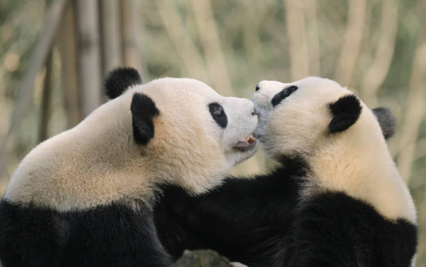 istock Two noisy Chengdu Giant Pandas 1360753392
