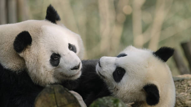 istock Two noisy Chengdu Giant Pandas 1360753394