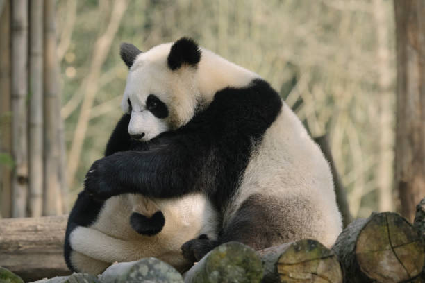 istock Two noisy Chengdu Giant Pandas 1360753400