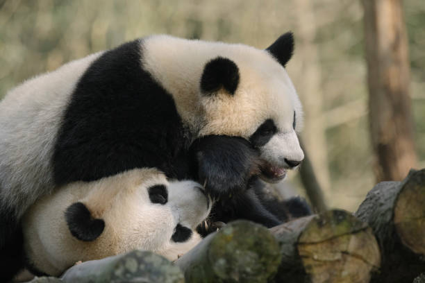 istock Two noisy Chengdu Giant Pandas 1360753410