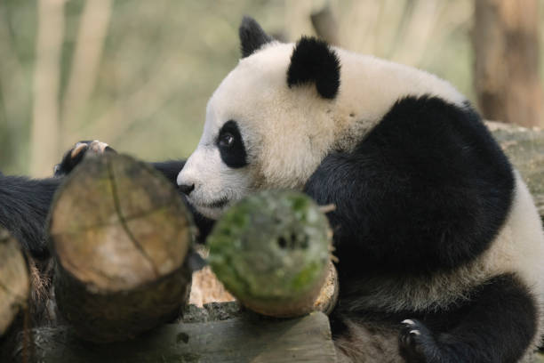 istock Two noisy Chengdu Giant Pandas 1360753413