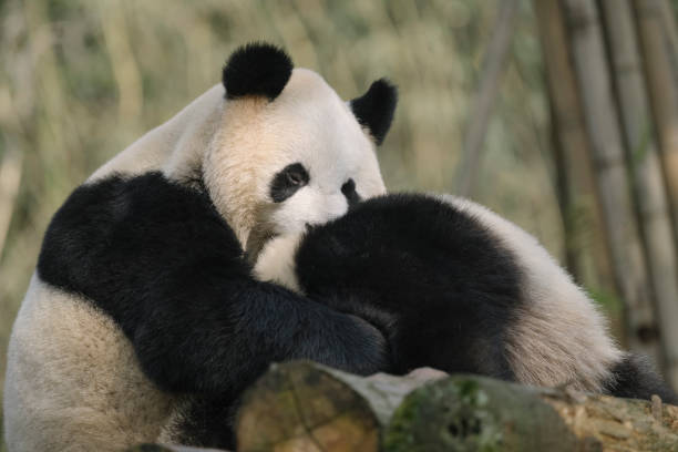 istock Two noisy Chengdu Giant Pandas 1360753415