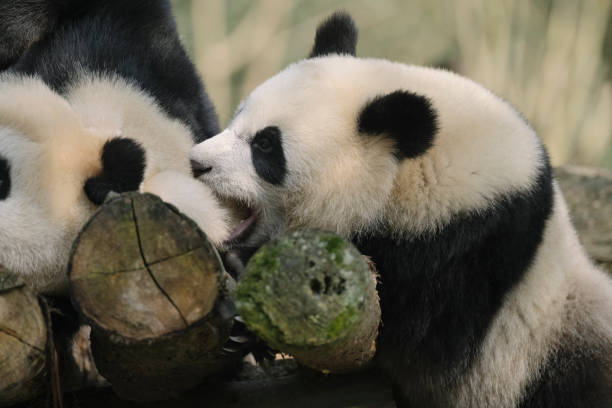 istock Two noisy Chengdu Giant Pandas 1360753448