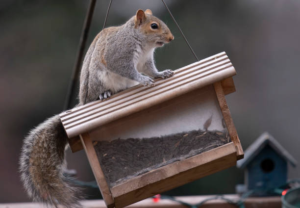The thief on the roof