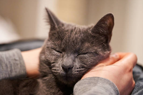 istock Young adult petting a small grey cat's chick 1360756019